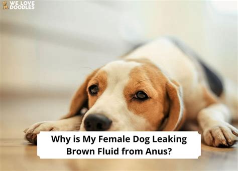 Why is My Female Dog Leaking Brown Fluid From Anus: 5 Causes